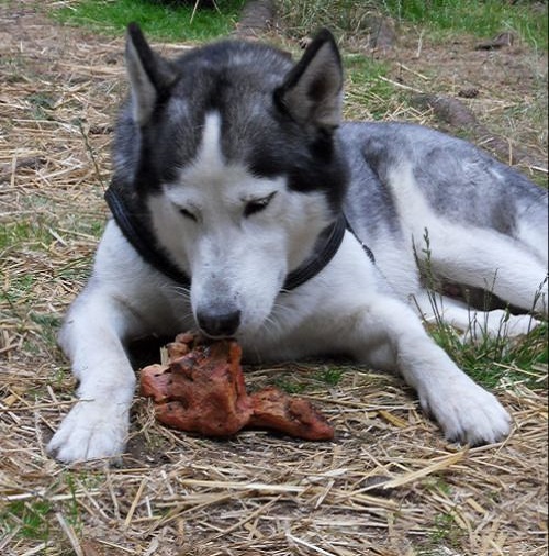 Charly schnuppert prüfend an der TORGAS-Wurzel