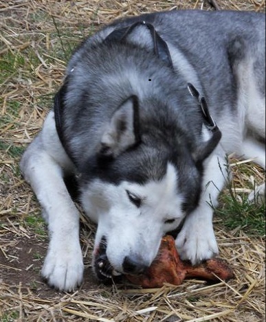 Charly testet seine TORGAS Kauwurzel