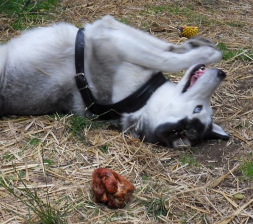 Charly spielt mit TORGAS ®