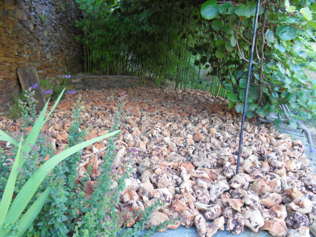 Trocknen der Torgaswurzeln